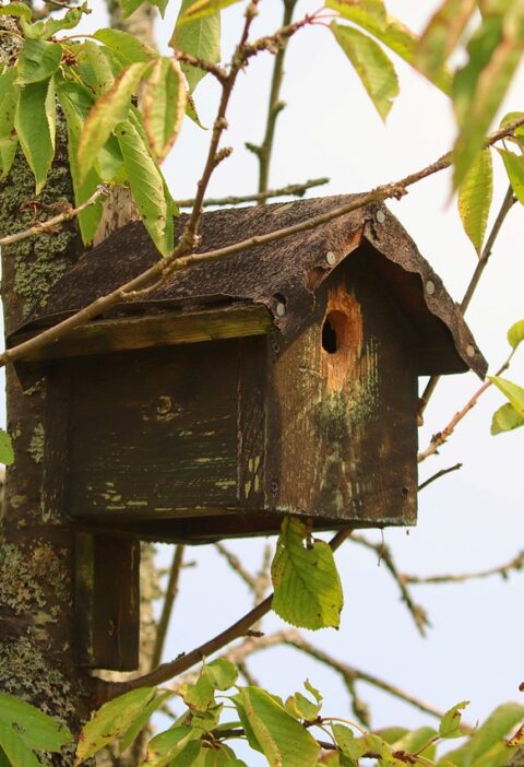 Futterhäuser für Vögel